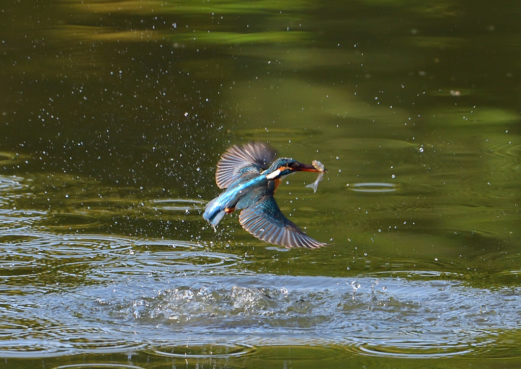 水飛沫　４/２９❹