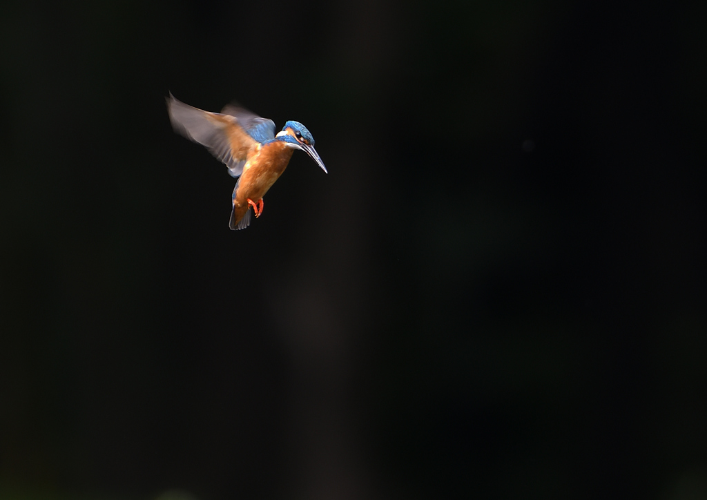 ホバ　５/２０❹