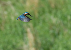 ホバリング　５/７❸