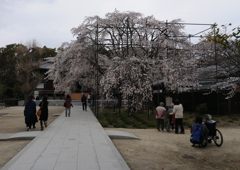 行福寺のしだれ桜①