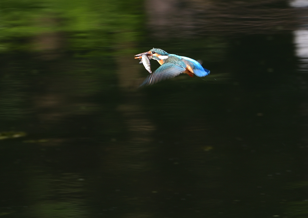 魚を・・・・　５/４❸