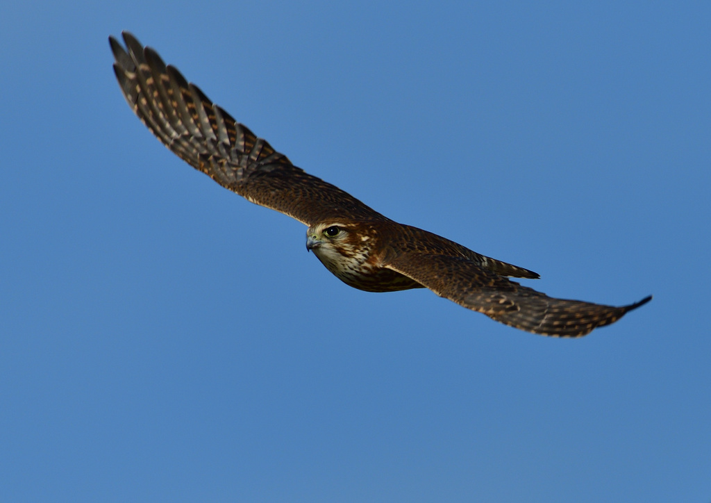 メスのコチョウゲンボ　１１/２５❶