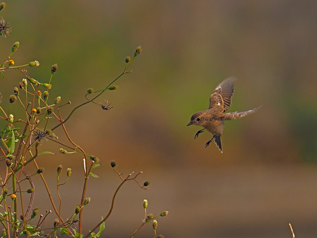 ノビタキ　１０/２７❸