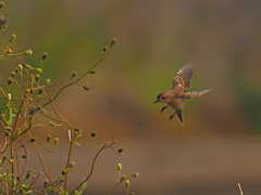 ノビタキ　１０/２７❸