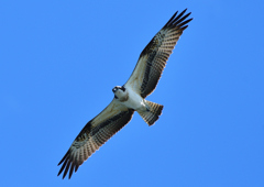 ミサゴ　１０/２０❺