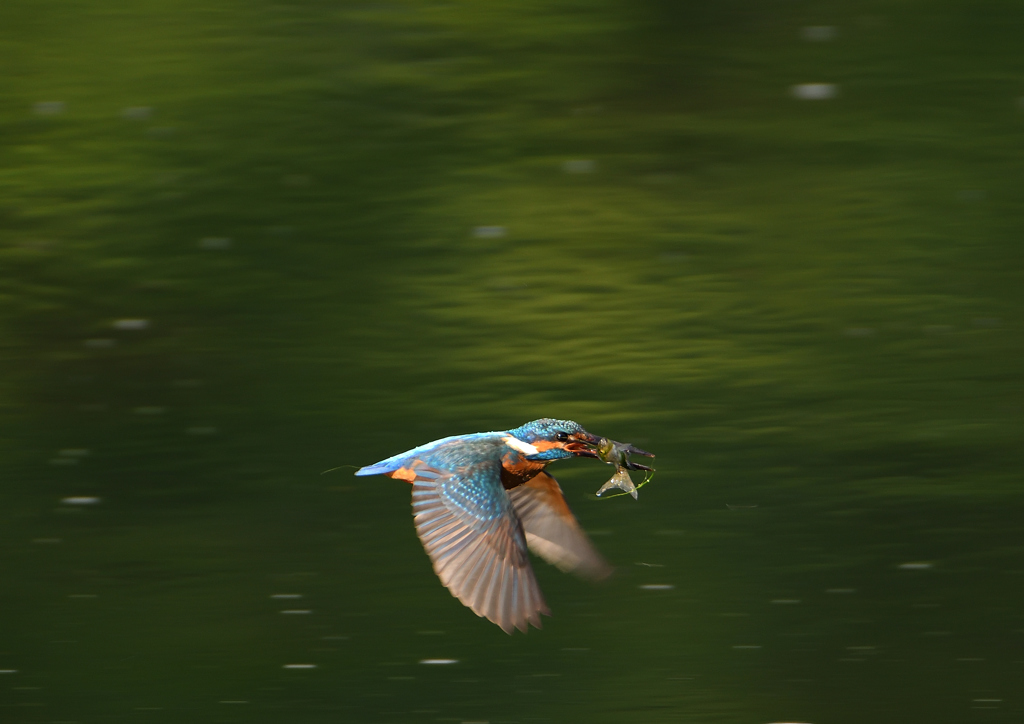 魚を・・・・　５/２６❶