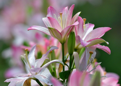 ゆり園　６/２０❺