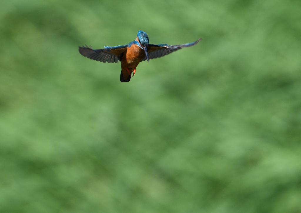 ホバリング　５/３０❸