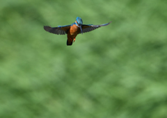 ホバリング　５/３０❸