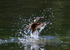 飛沫　８/２６⓯