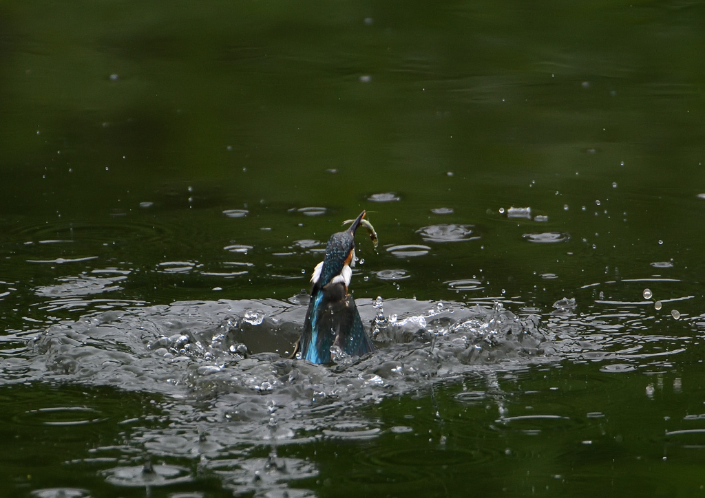 今日のカワセミ❸