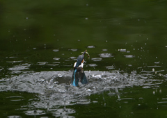 今日のカワセミ❸