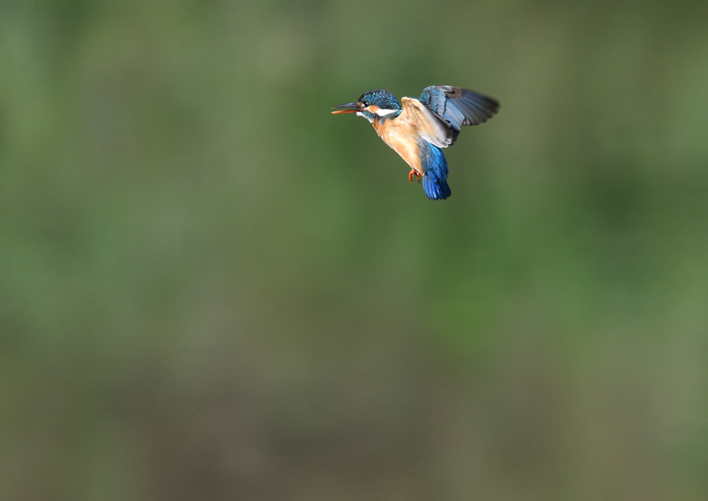 ホバリング　５/３０❹