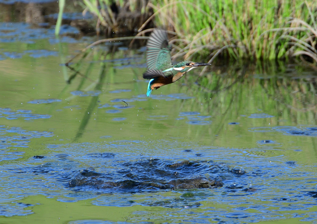  若鳥、飛び込むが・・・・