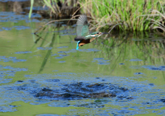  若鳥、飛び込むが・・・・