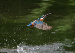 ダイブ　７/２３