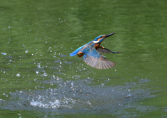 ダイブ　６/６❼