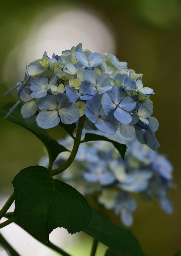 アジサイ　６/２４