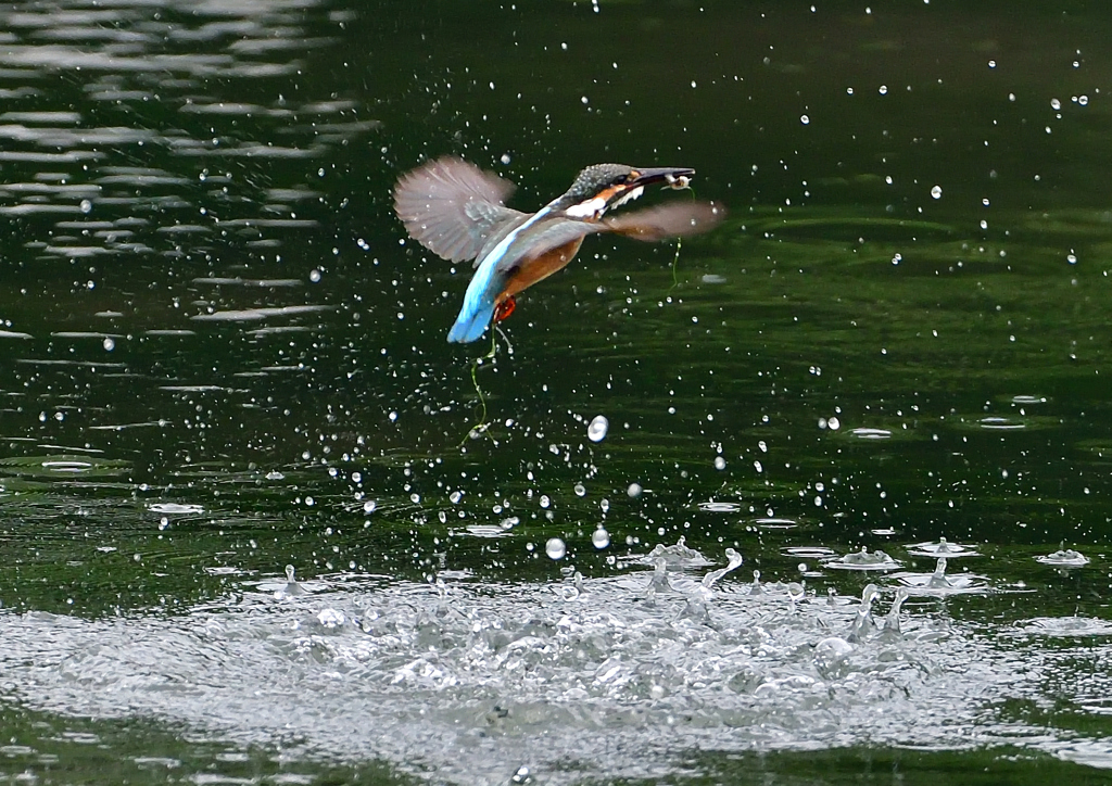 水飛沫　７/１５④