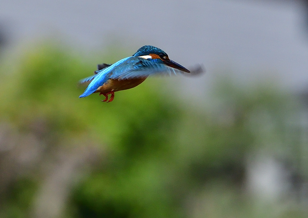 ホバ　４/２２❶