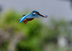 ホバ　４/２２❶