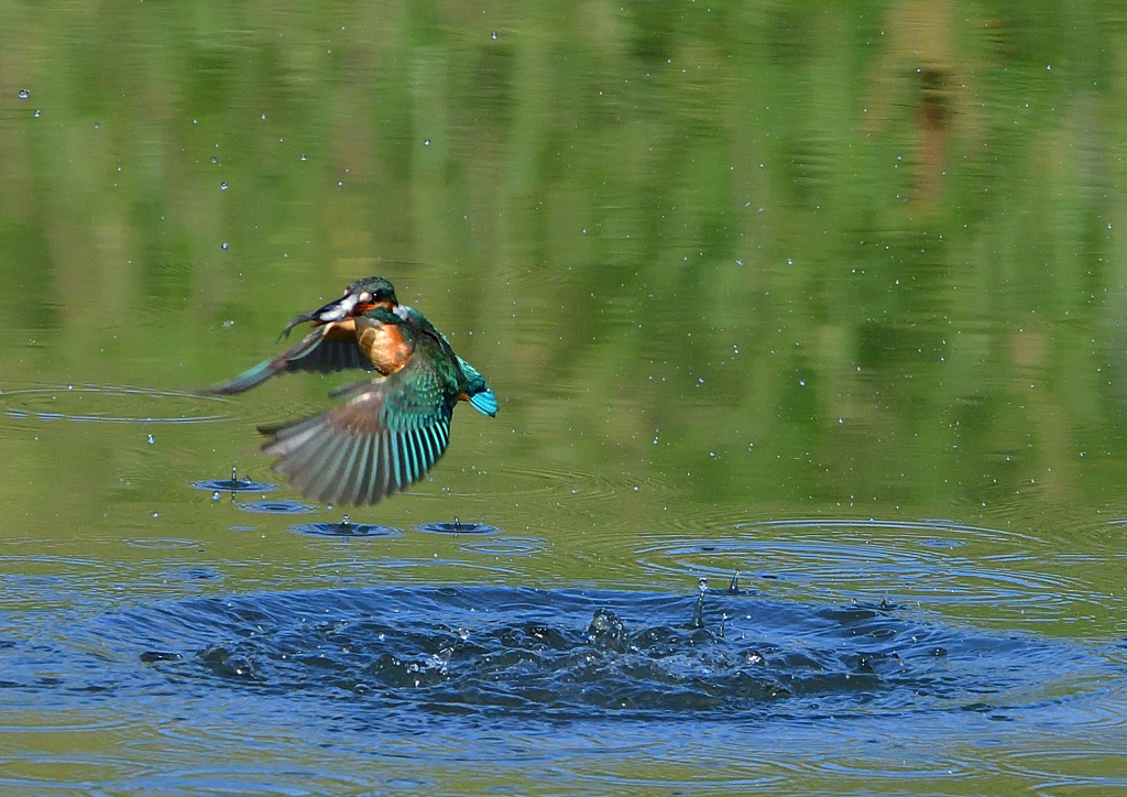魚を・・・・・・　５/２０❷