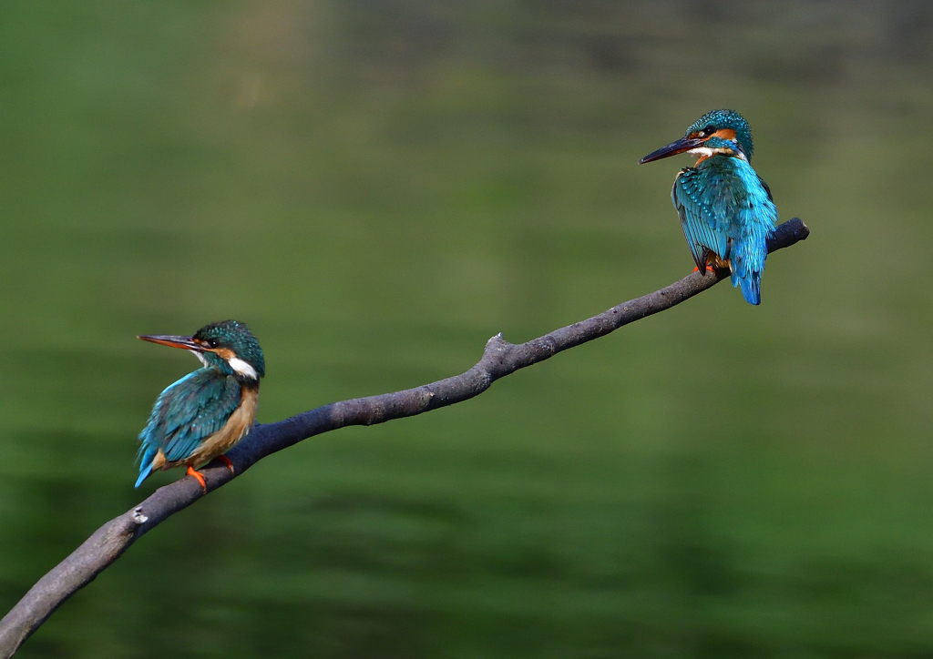 オスとメス　５/１８❹