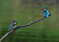 オスとメス　５/１８❹