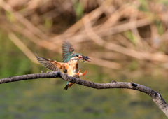 止まり木　８/１３❶