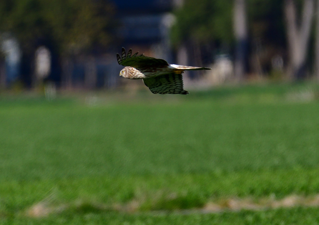 ハイイロチュウヒ（メス）３/１２❸