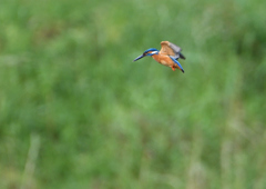 ホバ　５/２０❽