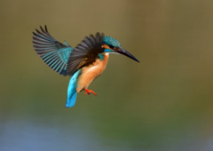 ホバ　４/２１❹