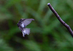 エゾビタキ　９/２９❷