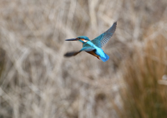 オスがホバる❸