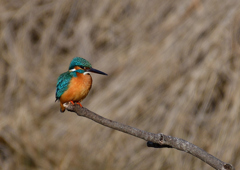 いつもの公園　2／7❶