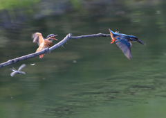 2羽のカワセミ　８/３１❸