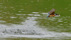 魚を・・・・・・　５/２１❺