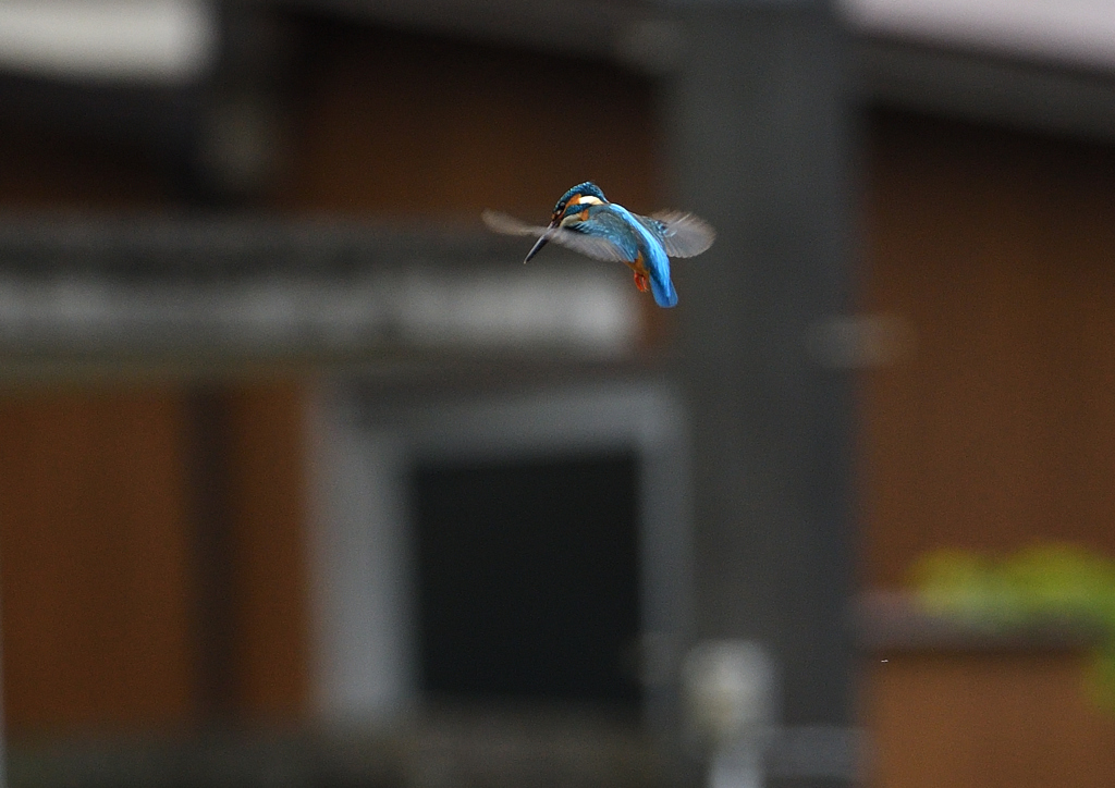 ホバ　４/１２❹