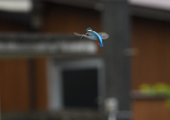 ホバ　４/１２❹