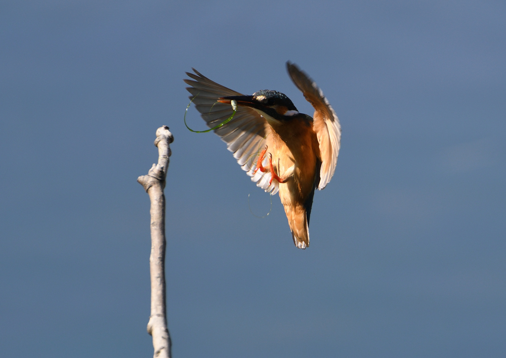止まり木へ　５/３０❶