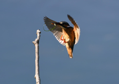 止まり木へ　５/３０❶