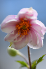 シュウメイギク　８/２７