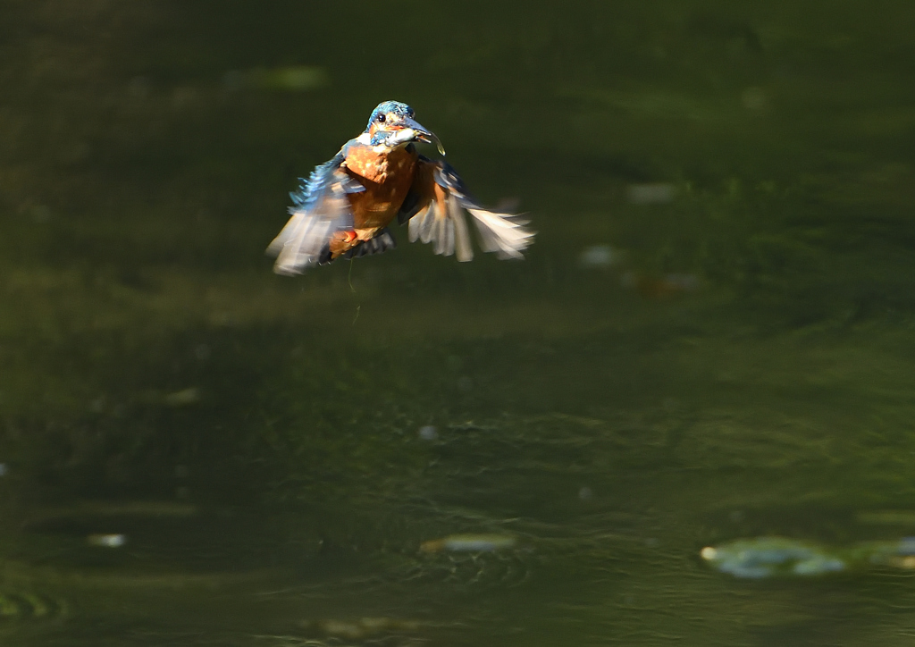 止まり木へ　９/２４