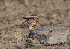 メスのコチョウゲンボウ　２/２５❷