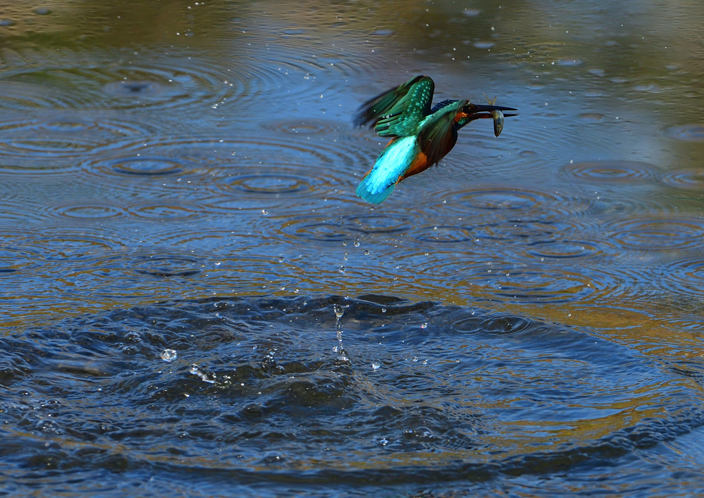 いつもの公園で　１１/１３❷