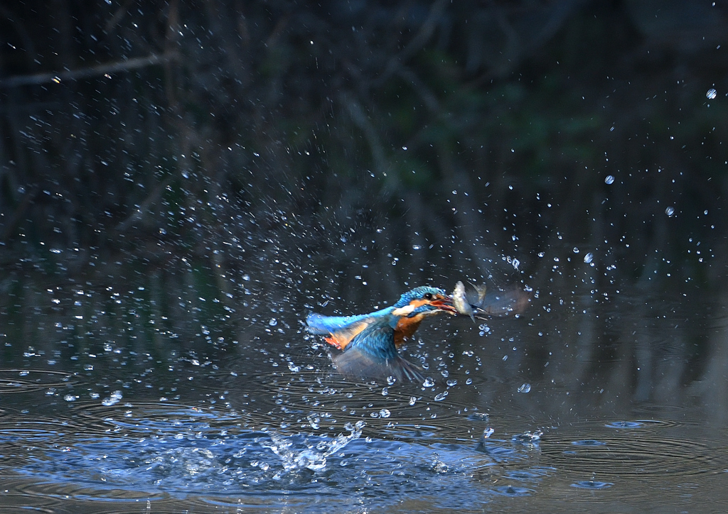 魚を・・・・４/１３❶