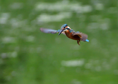 ホバリング　７/２０②