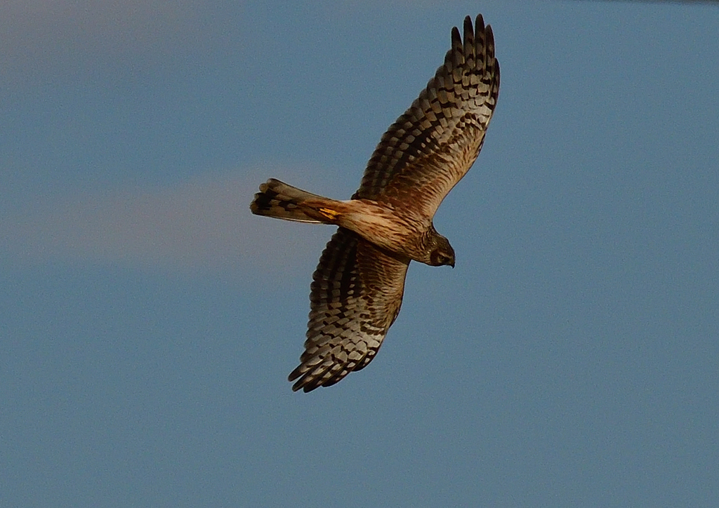 カラスに追われるハイイロチュウヒ（雌）１１/２４❷