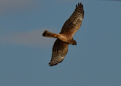 カラスに追われるハイイロチュウヒ（雌）１１/２４❷