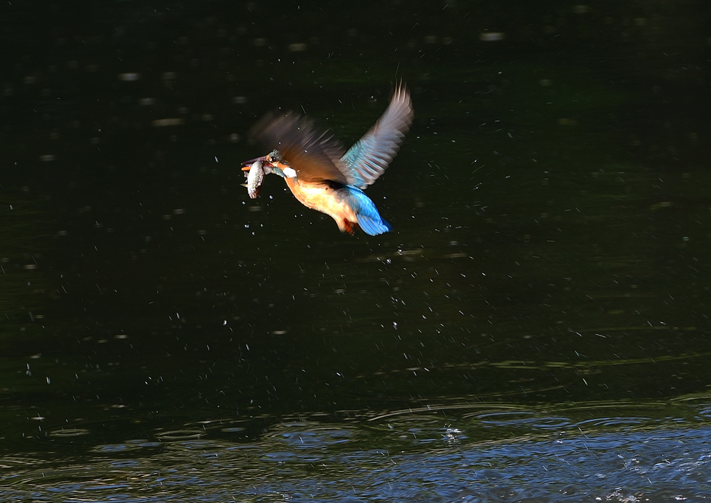 魚を・・・・　５/４❷